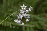 Carolina milkweed